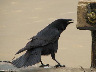Crow