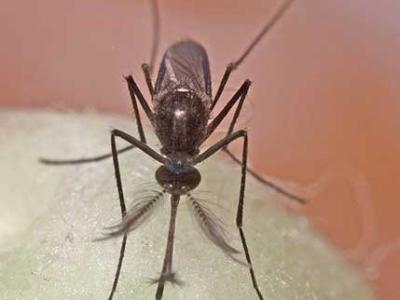 Culex mosquito