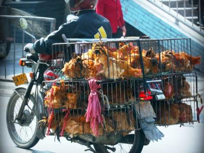 Chickens on a motorcycle