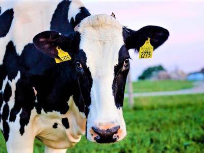 Dairy cow