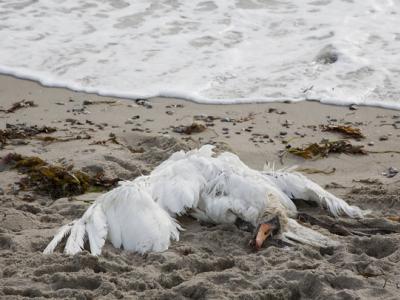 Dead swan