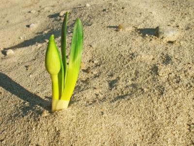 Desert bloom