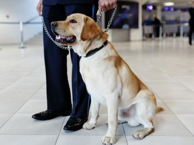 Detection dog at airport