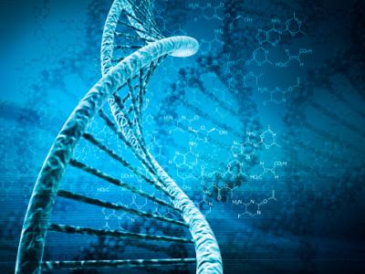 DNA segment
