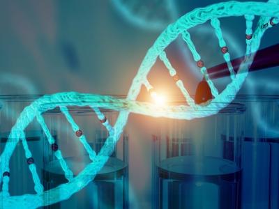 DNA segment