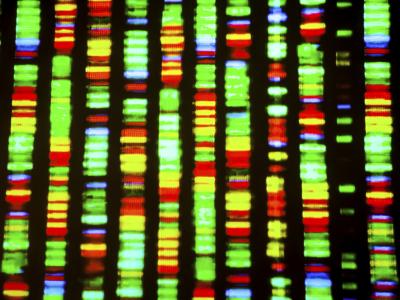 DNA fingerprint