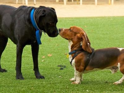 Dogs touching noses