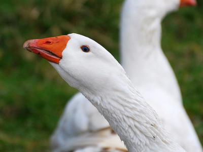 Domestic geese