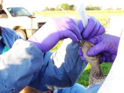 Sampling duck for avian flu
