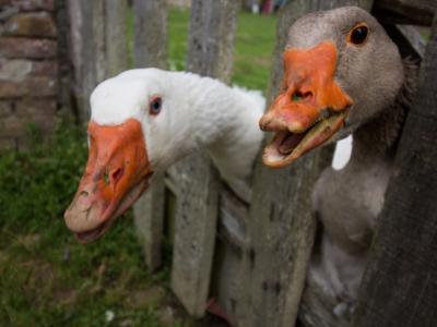 Ducks close up