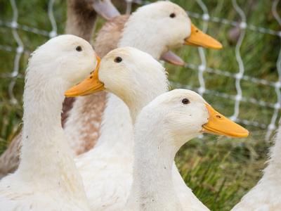 Duck farm