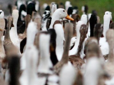 Duck flock