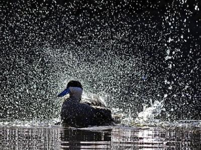 Duck shower