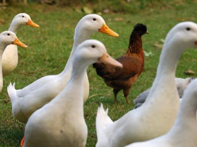 Ducks and lone chicken