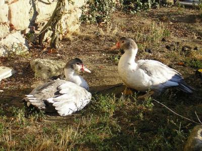 Ducks in France