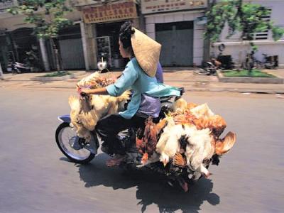 Ducks on motorcycle in Asia