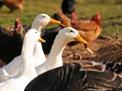 Backyard ducks and chickens
