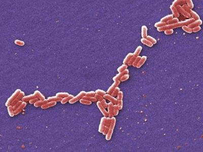 E coli