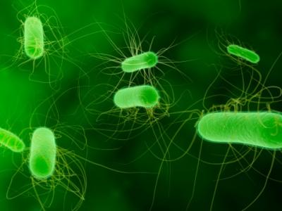 E coli bacteria