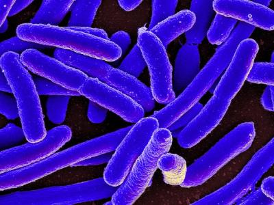 E coli bacteria