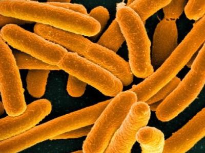 E coli bacteria