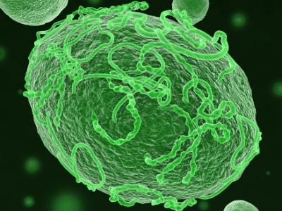 Ebola-infected cell