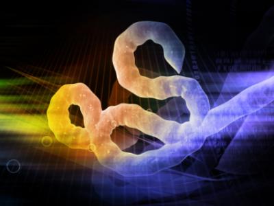 Ebola virus