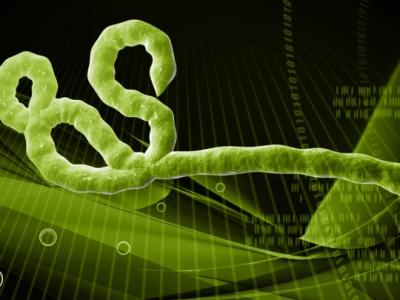Ebola virus
