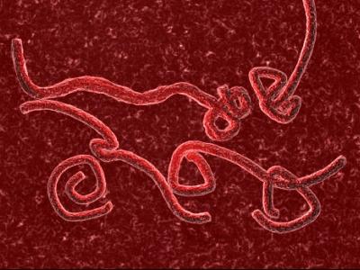 Ebola virus