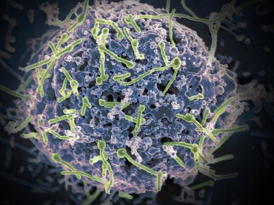 Ebola virus