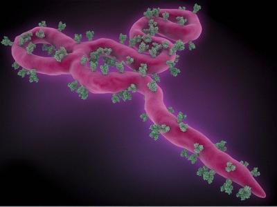 Ebola virus