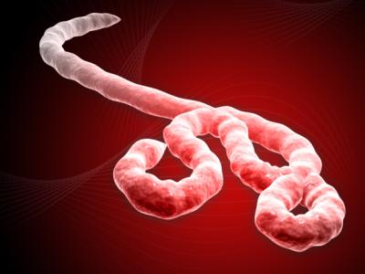 Ebola virus