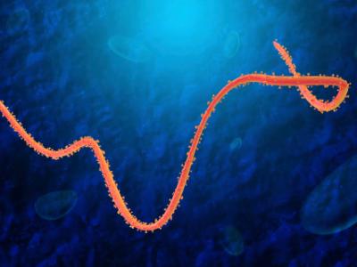 Ebola virus