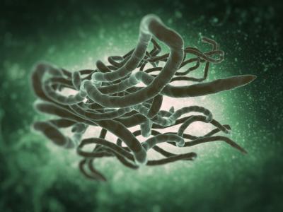 Ebola virus