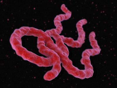 Ebola virus