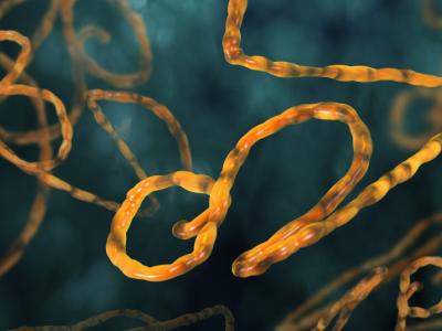Ebola virus