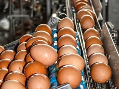 Egg production