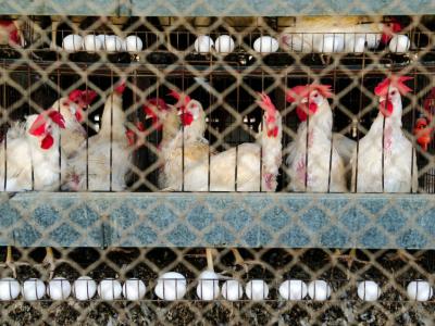 Egg-laying chickens
