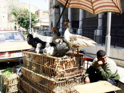 Cairo poultry market