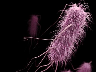ESBL bacteria