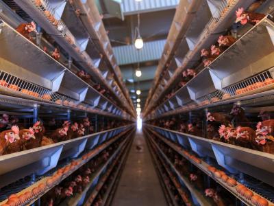 Factory egg production