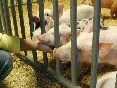 Pigs at state fair
