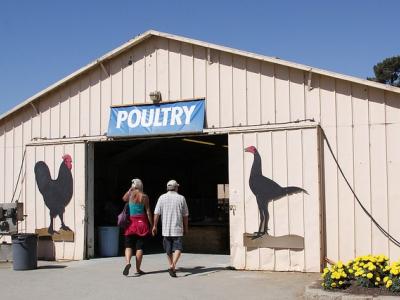 Poultry barn at fair