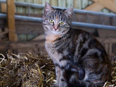 Farm cat