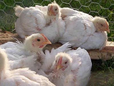 Farm chickens