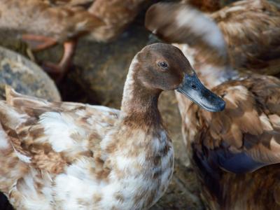 Farm duck
