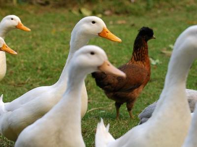 Farm ducks
