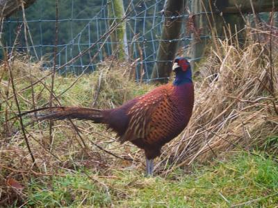 Farm pheasant