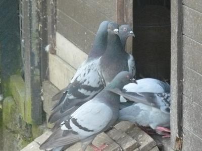Farm pigeons