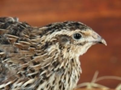 Farm quail